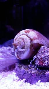 FASTER ACTING INSULIN FROM A SNAIL?!